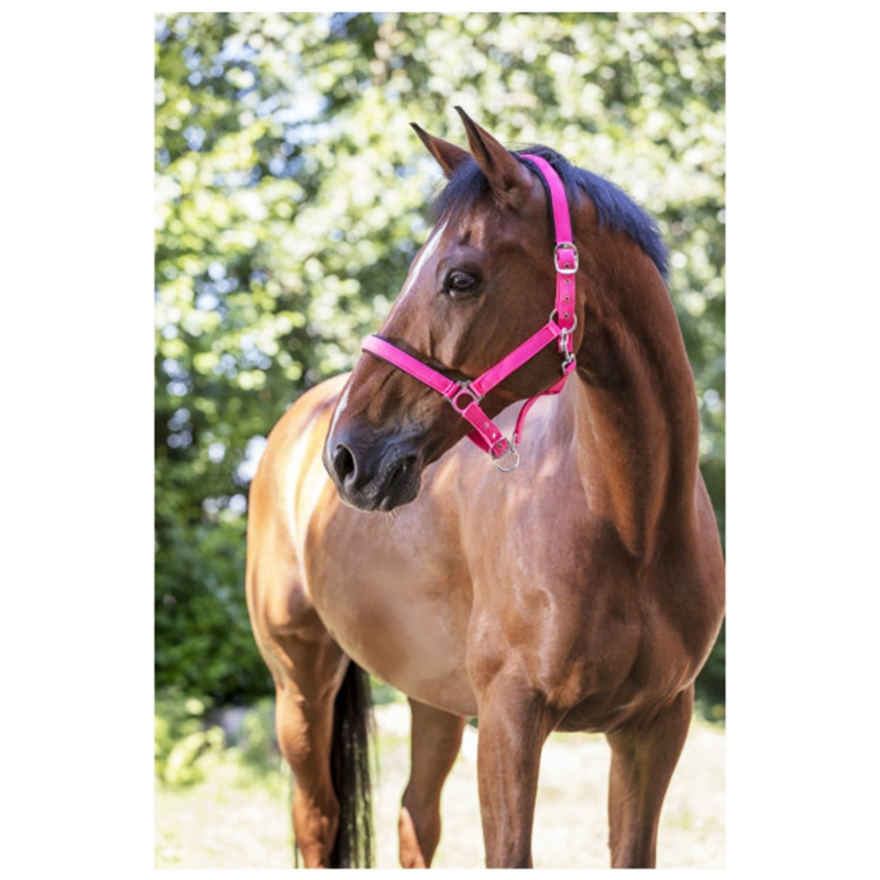 NORTON Halfter Fluo rosa
