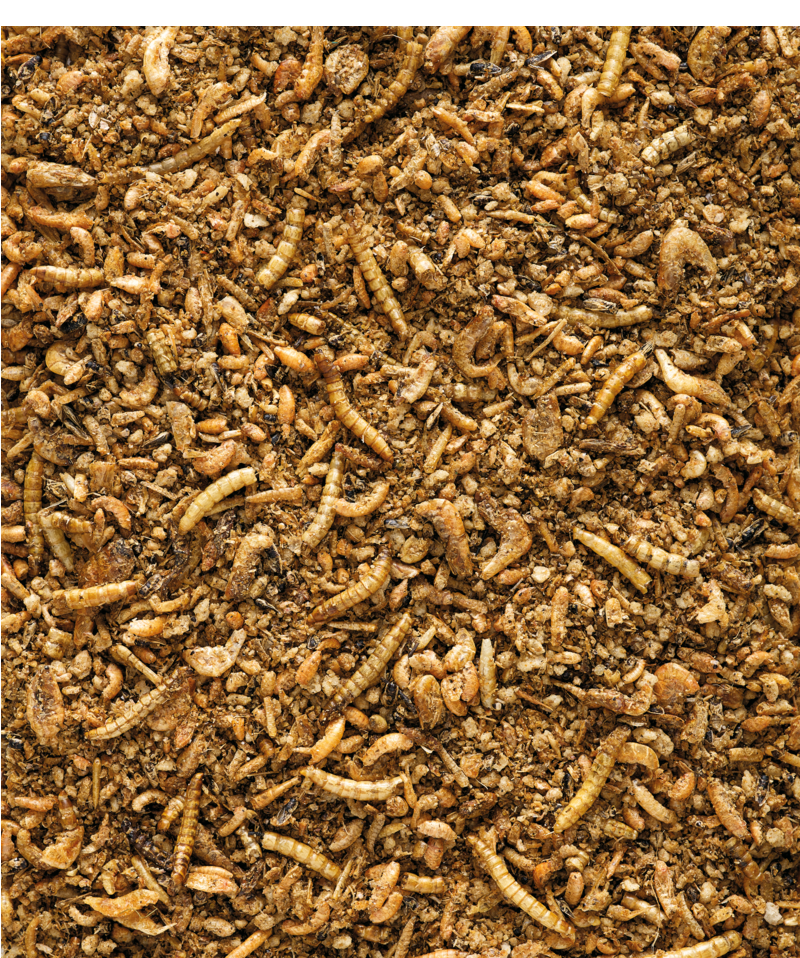 Insect Patee Premium
