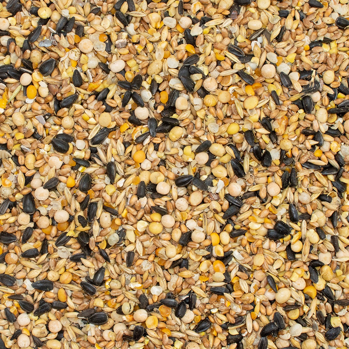 Bio-Wachtelkorn