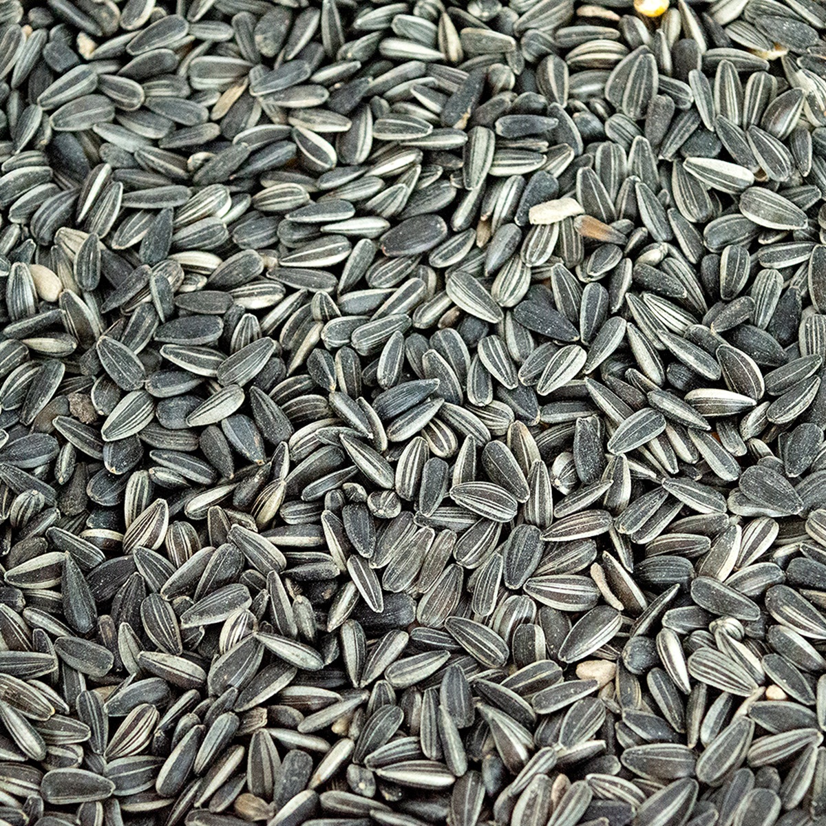 Bio-Sonnenblumenkerne