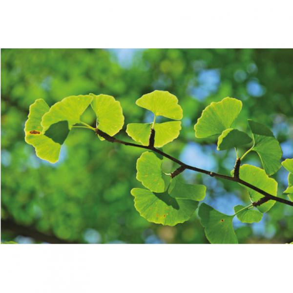 Produktansicht - LEXA - Ginkgoblätter