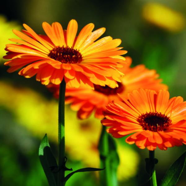 Produktansicht - LEXA - Ringelblumen mit Kelch